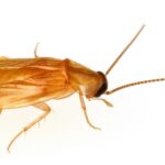 Compsodes schwarzi, the bright yellow-brownish cockroach