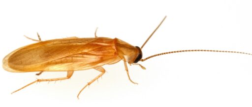 Compsodes schwarzi, the bright yellow-brownish cockroach