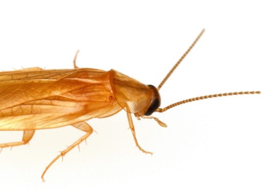 Compsodes schwarzi, the bright yellow-brownish cockroach