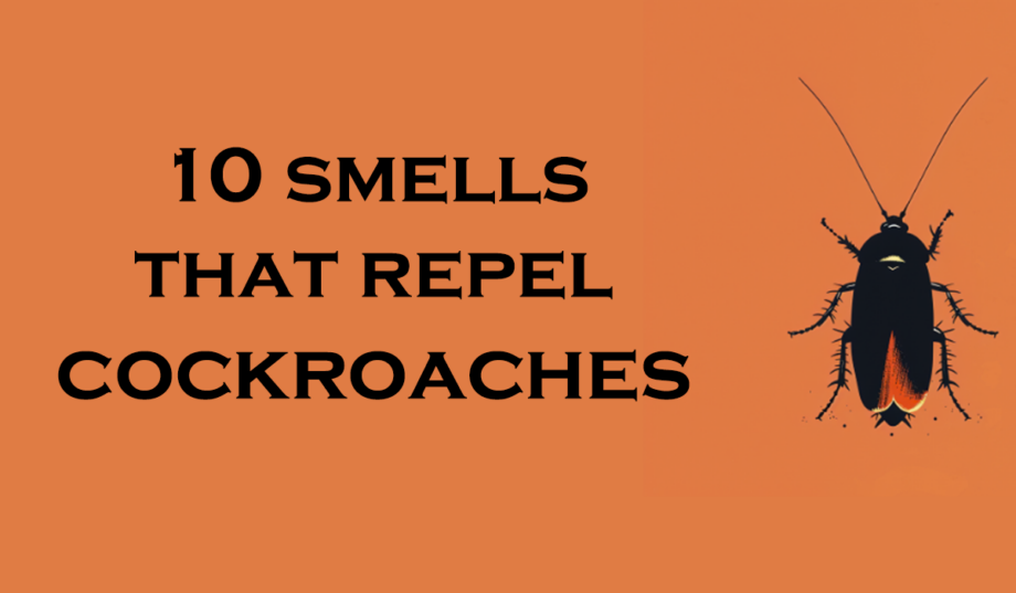 10 Smells That Repel Cockroaches